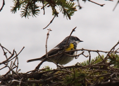 [Small grey bird with white underbelly, white stripe on wing and yellow on wing standing on a tree branch.]